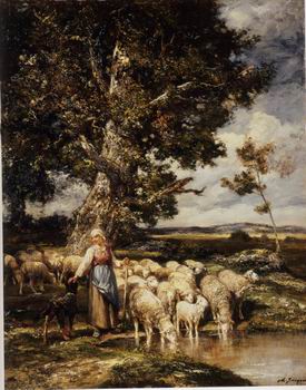 Sheep 084
